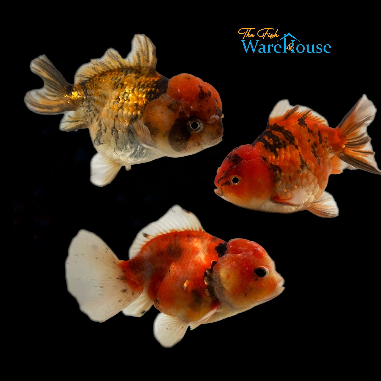 Yuanbao Goldfish (Carassius auratus)