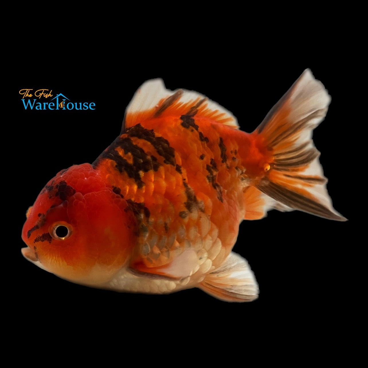 Yuanbao Goldfish (Carassius auratus)