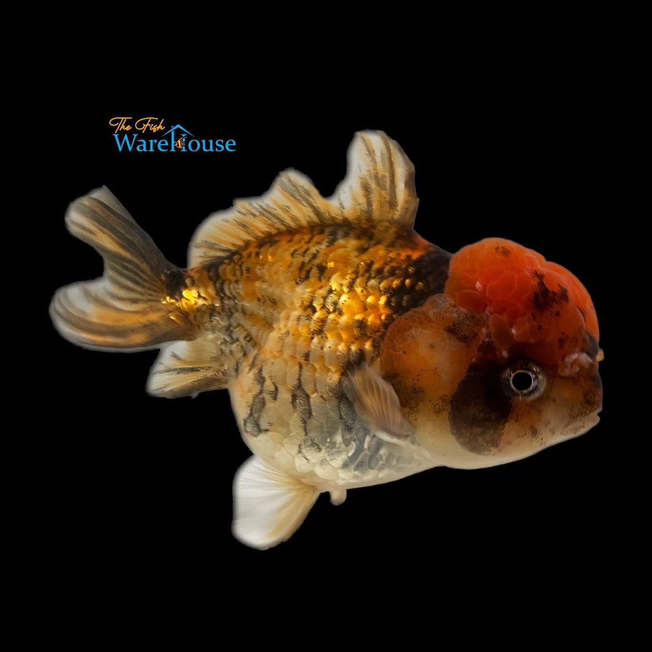 Yuanbao Goldfish (Carassius auratus)