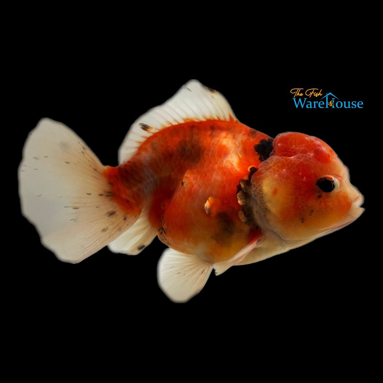 Yuanbao Goldfish (Carassius auratus)