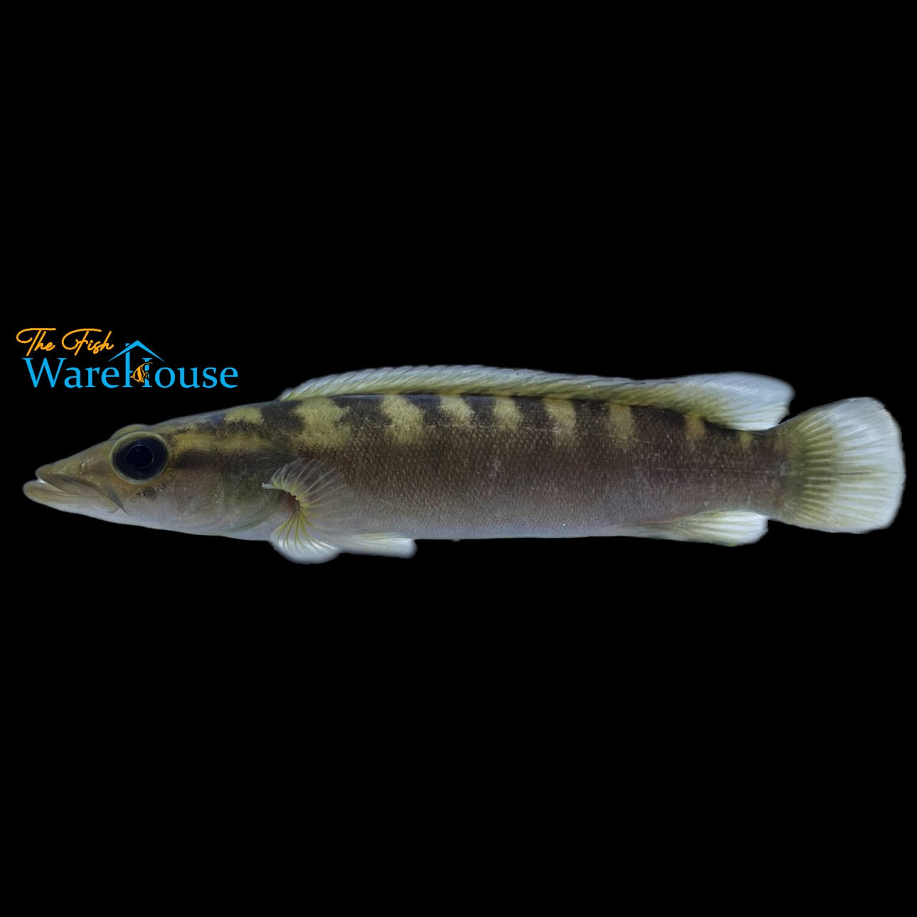 Dandara Pike 'Xingu III'(Crenicichla dandara)