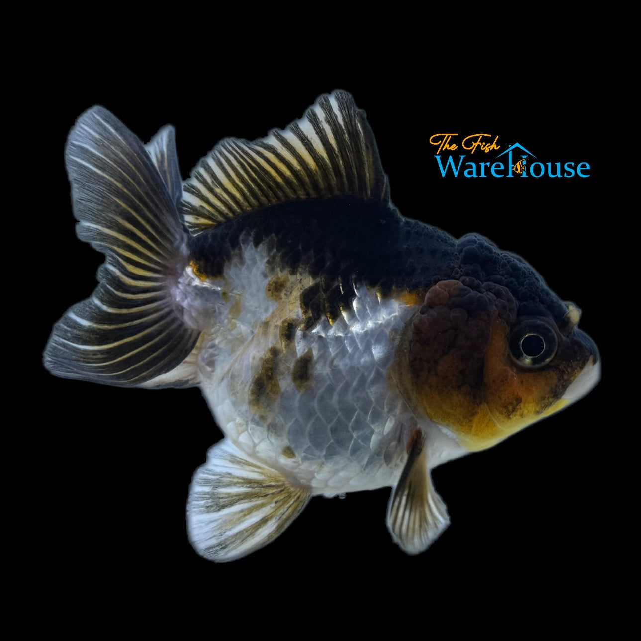 Yuanbao Goldfish (Carassius auratus)