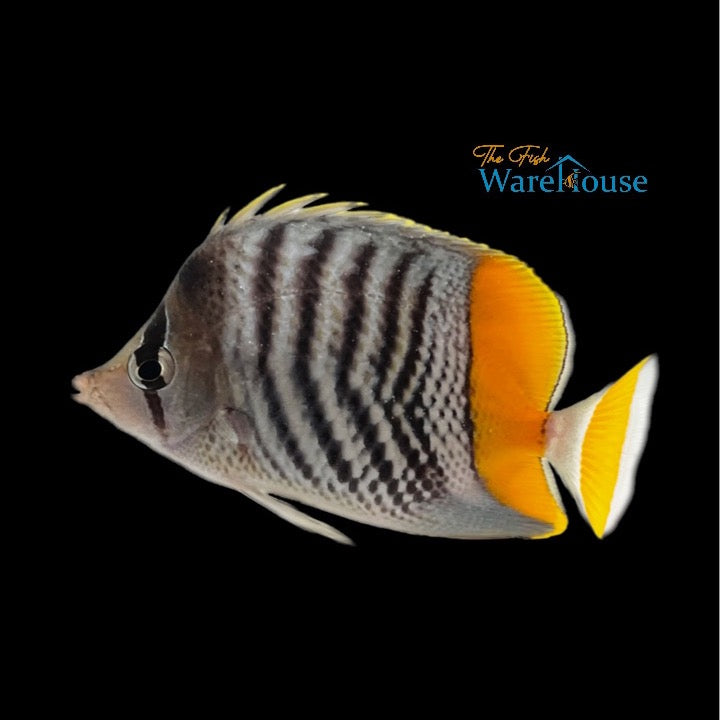 Merten's Butterflyfish (Chaetodon mertensii)