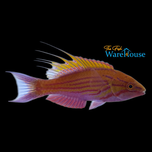 Filamented Flasher Wrasse (Paracheilinus filamentosus)