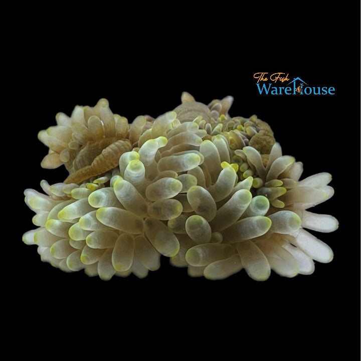 Yellowtip Bubble Anemone (Entacmaea quadricolor)