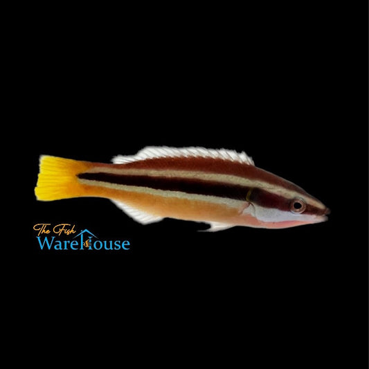 Yellowtail Tubelip Wrasse (Diproctacanthus xanthurus)