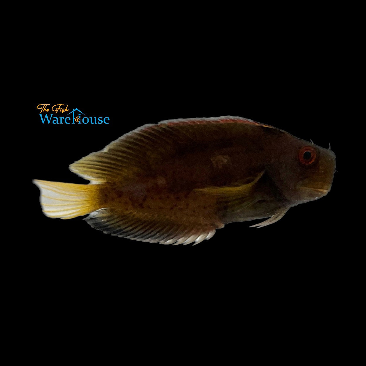 Yellowtail Sailfin Blenny (Atrosalarias fuscus)