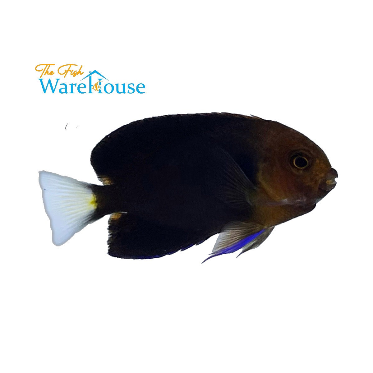 Yellowtail Pygmy Angelfish (Centropyge flavicauda)