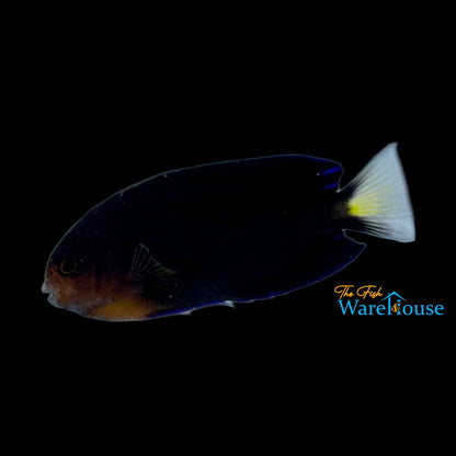 Yellowtail Pygmy Angelfish (Centropyge flavicauda)