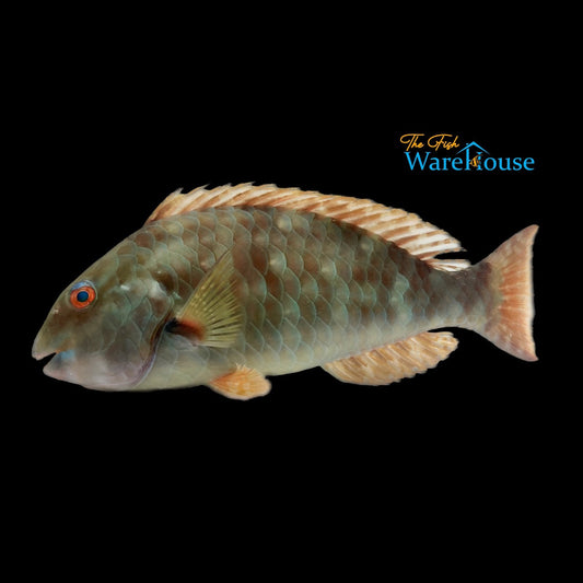 Yellowtail Parrotfish (Sparisoma rubripinne)