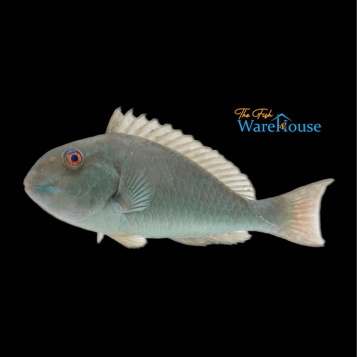 Yellowtail Parrotfish (Sparisoma rubripinne)