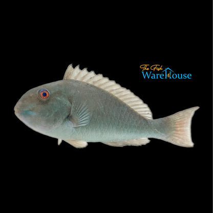 Yellowtail Parrotfish (Sparisoma rubripinne)