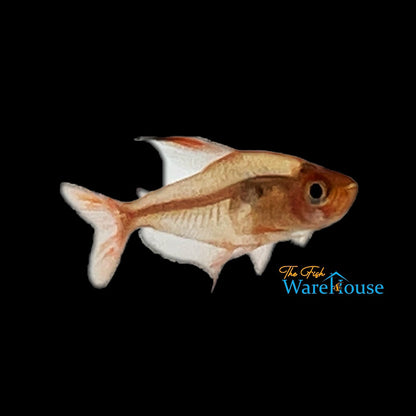 Red Phantom Tetra (Hyphessobrycon sweglesi)