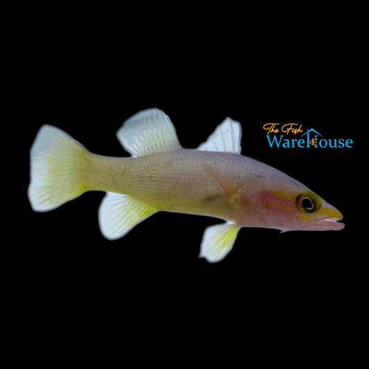 Yellowtail Reef Basslet (Liopropoma mitratum)