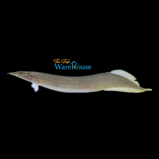 Yellowtail Spiny Eel (Macrognathus pancalus)