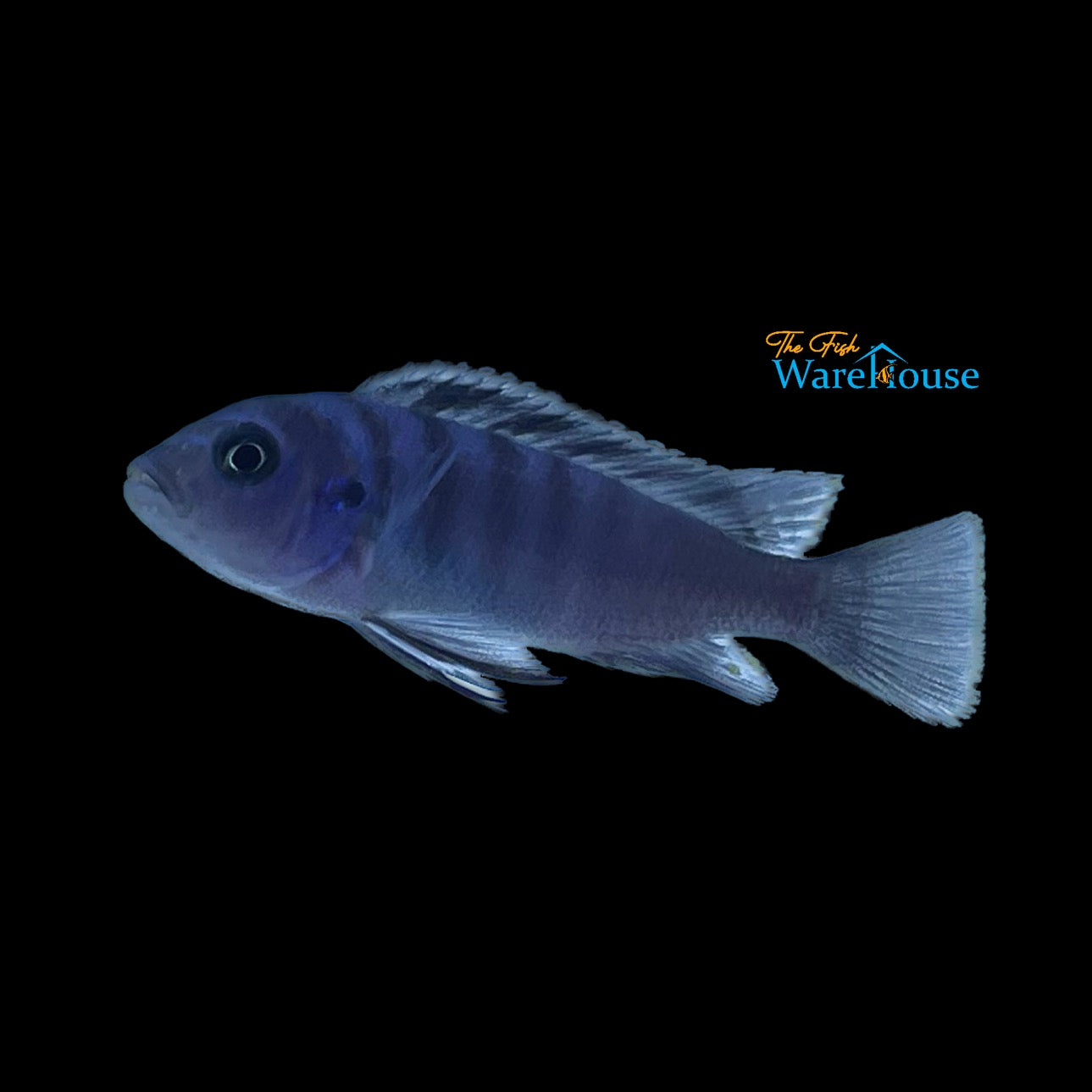 White Top Gallireya (Cynotilapia sp. Hara 'Gallireya Reef')