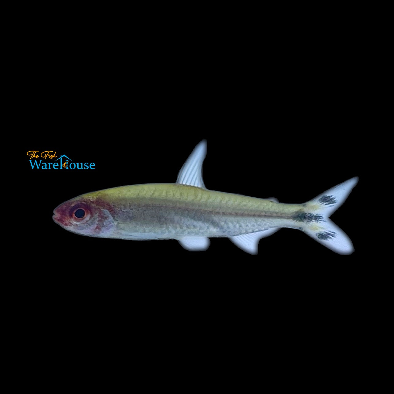 Brilliant Rummynose Tetra (Hemigrammus bleheri)