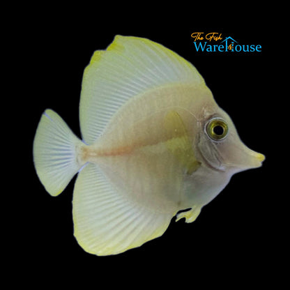 Yellow Tang - Captive Bred (Zebrasoma flavescens)