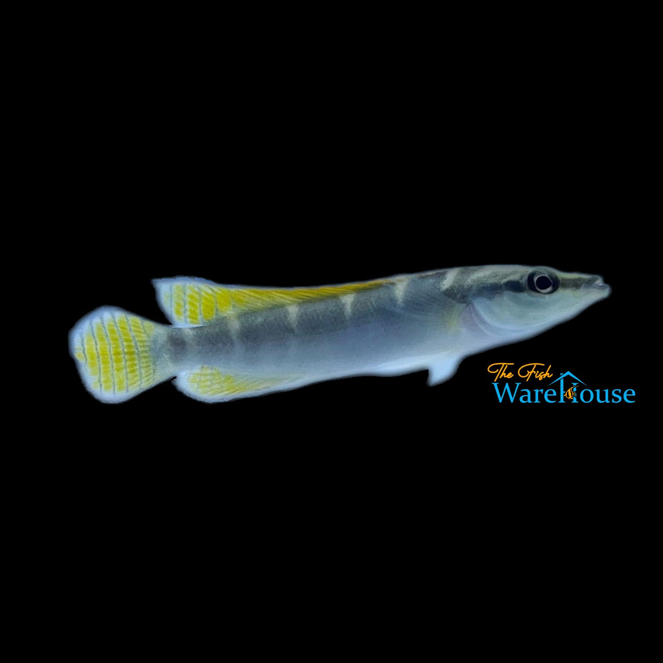 Green Yellowtail Dwarf Pike (Crenicichla compressiceps)