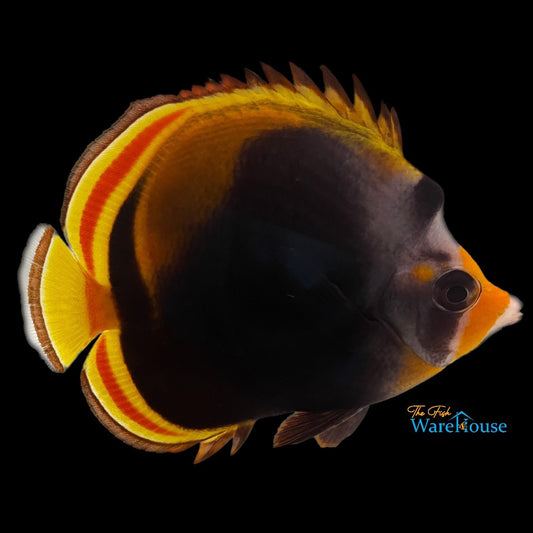 Yellownose Butterflyfish (Chaetodon flavirostris)