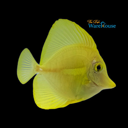 Yellow Tang - Captive Bred (Zebrasoma flavescens)