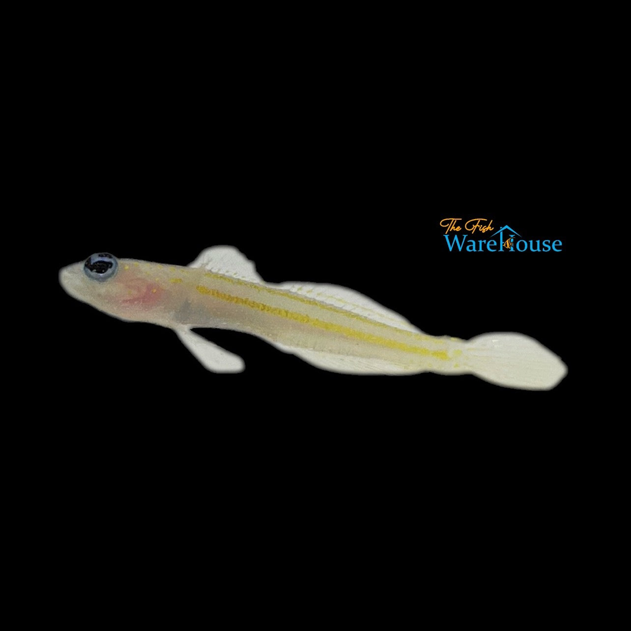 Yellowlined Shrimp Goby (Vanderhorstia flavilineata)