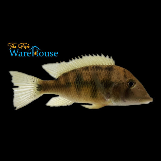 Yellowhump Eartheater (Geophagus Pellegrini)