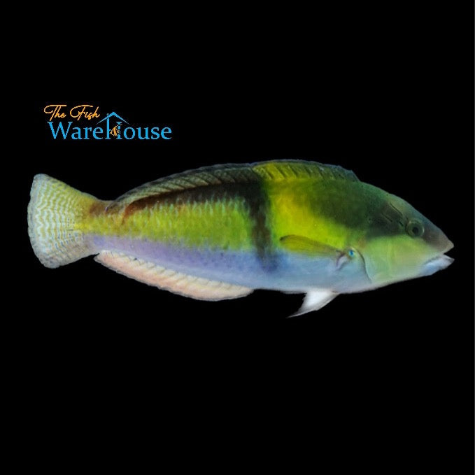 Yellowhead 'Neon' Wrasse (Halichoeres garnoti)