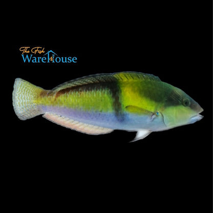 Yellowhead 'Neon' Wrasse (Halichoeres garnoti)