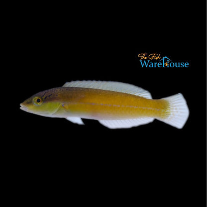 Yellowhead 'Neon' Wrasse (Halichoeres garnoti)