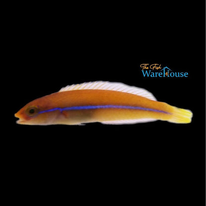 Yellowhead 'Neon' Wrasse (Halichoeres garnoti)