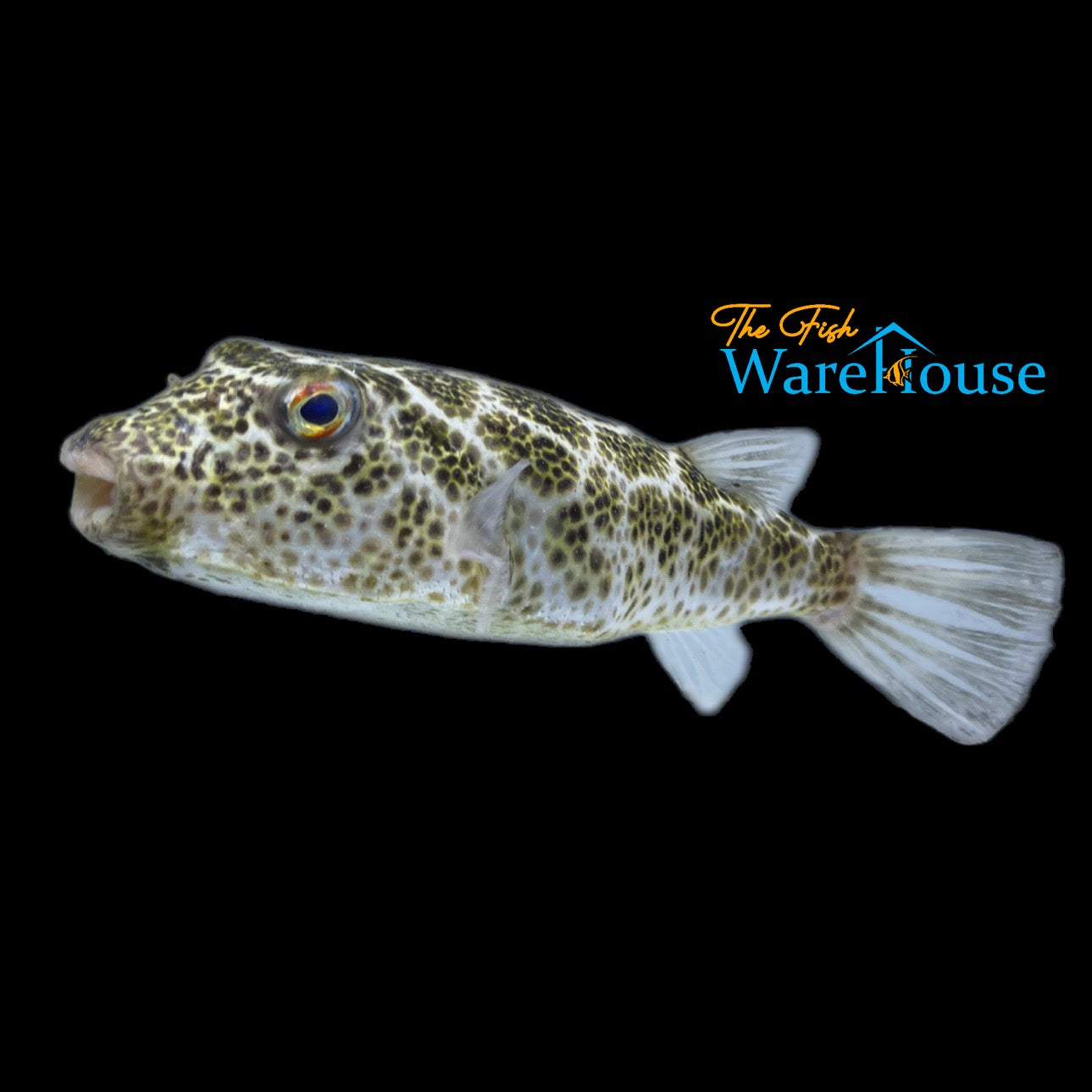 Checkered Puffer (Sphoeroides testudineus)