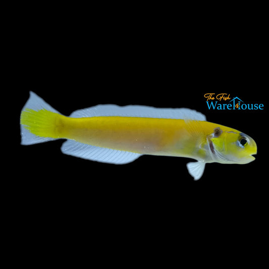 Yellow Tilefish (Hoplolatilus luteus)