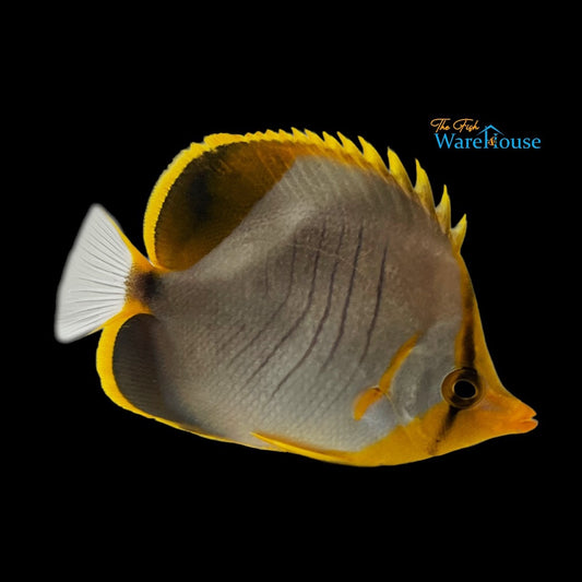 Yellowhead Butterflyfish (Chaetodon xanthocephalus)