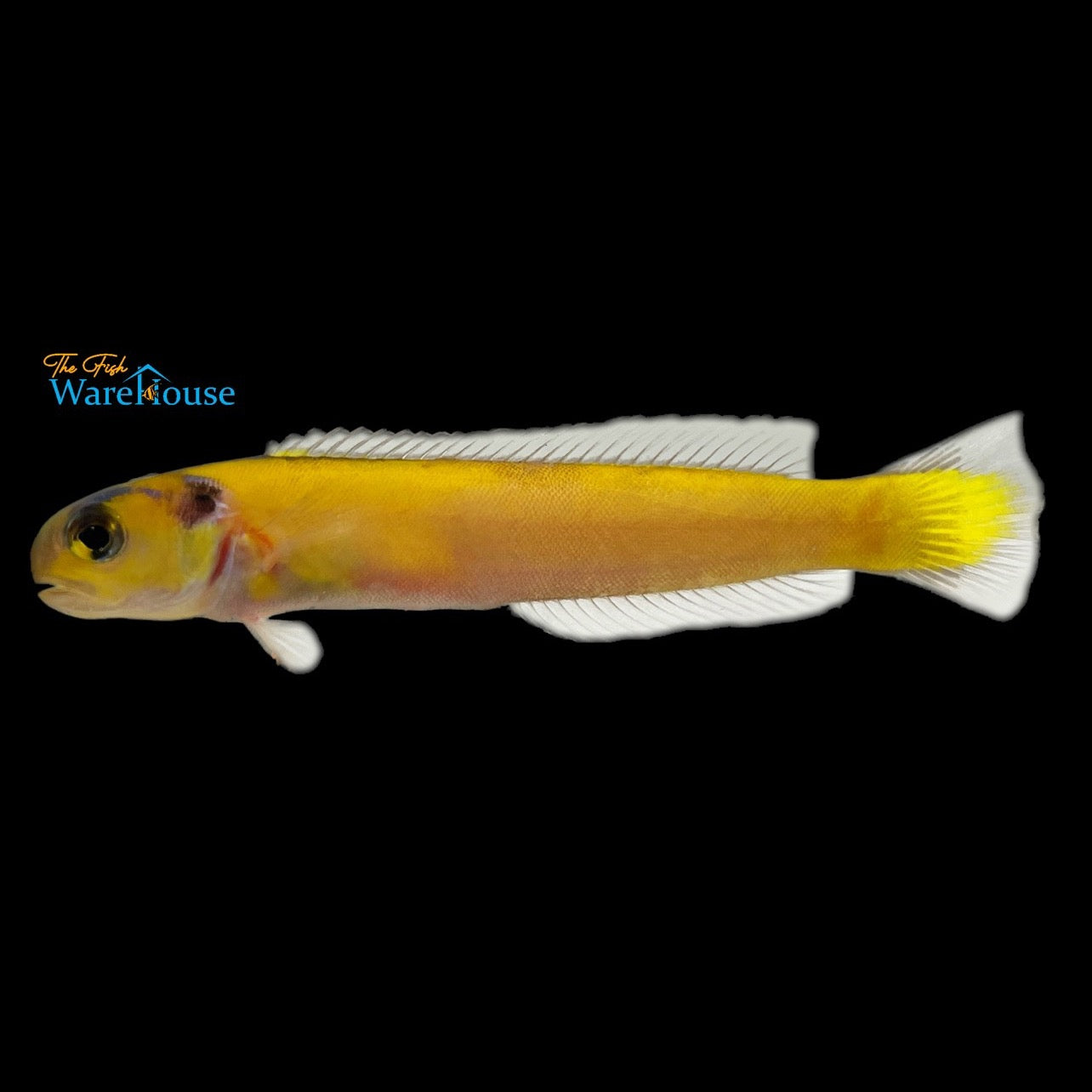 Yellow Tilefish (Hoplolatilus luteus)