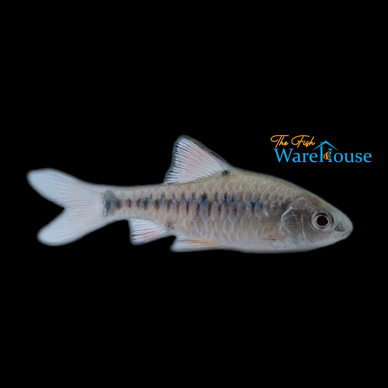 Checkered Barb (Oliotius oligolepis)