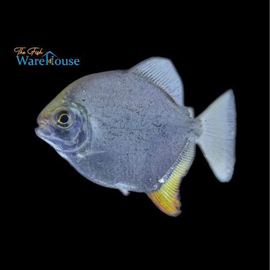 Yellowfin Red Hook Silver Dollar (Myloplus arnoldi)