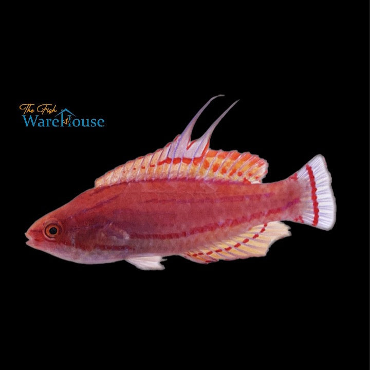 Yellowfin Flasher Wrasse (Paracheilinus flavianalis)