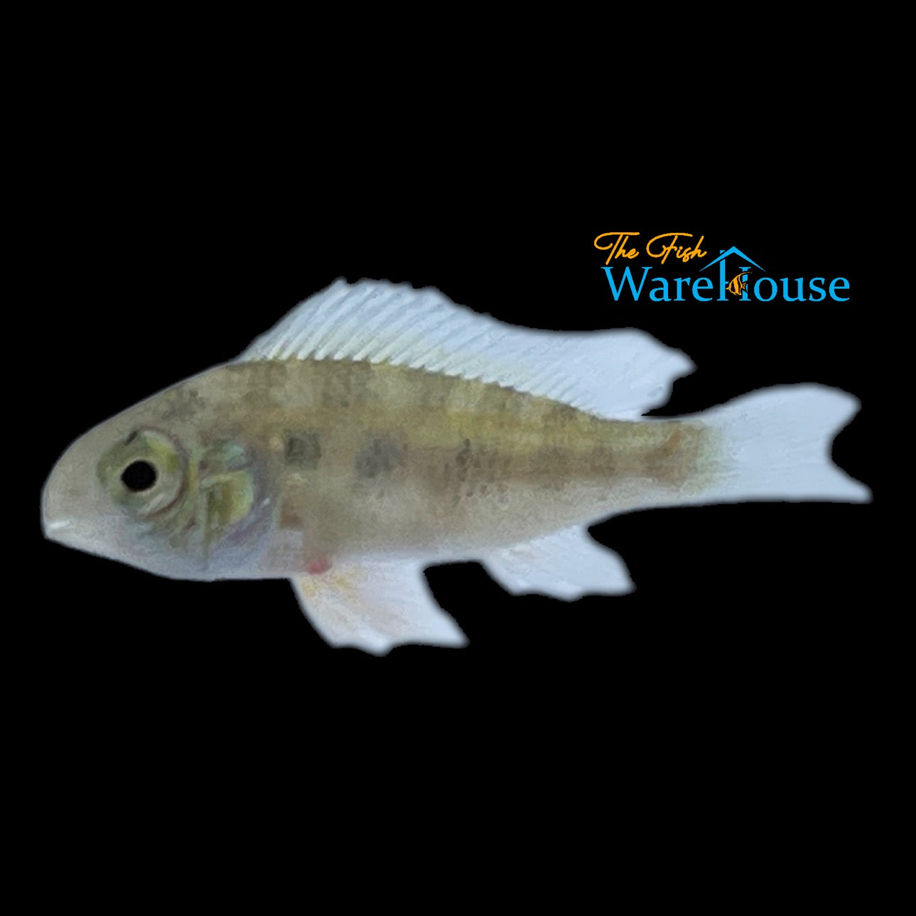 Giant Checkerboard 'Hercules' Cichlid (Crenicara punctulata)