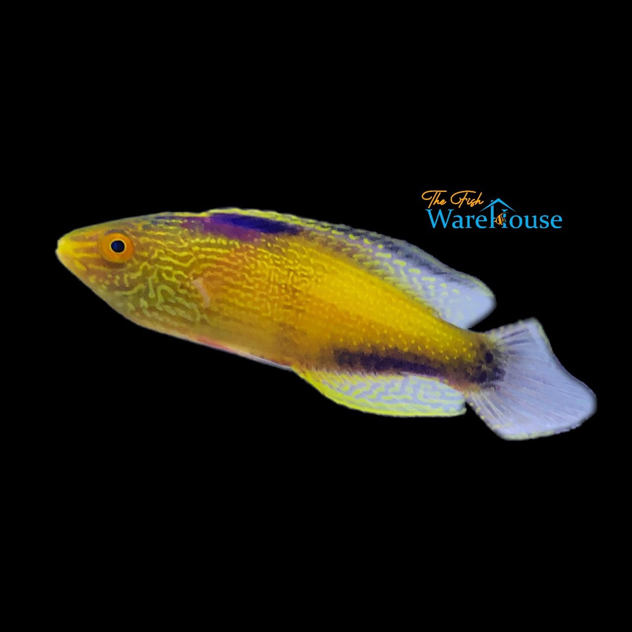 Golden Rhomboid Fairy Wrasse (Cirrhilabrus rhomboidalis)