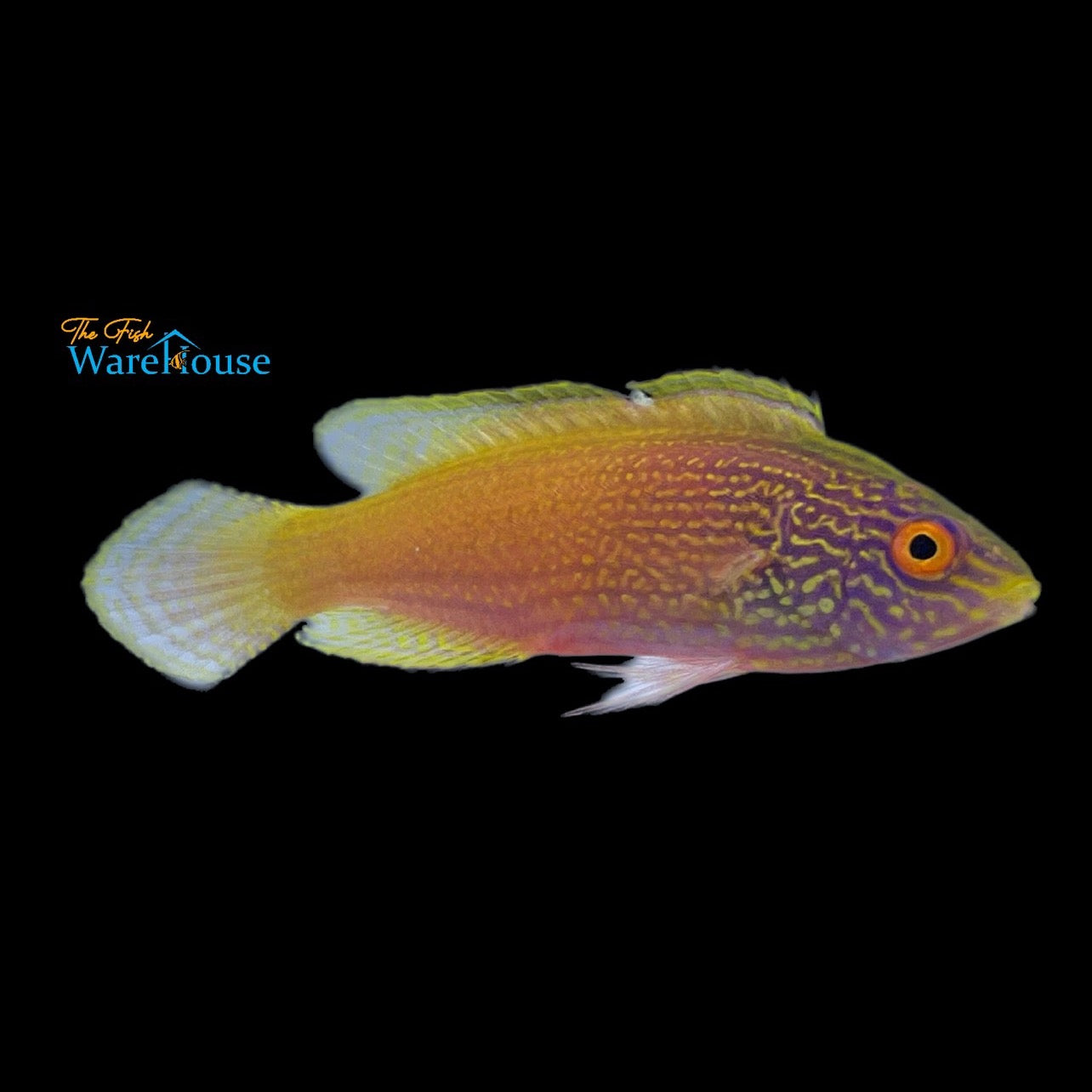 Golden Rhomboid Fairy Wrasse (Cirrhilabrus rhomboidalis)