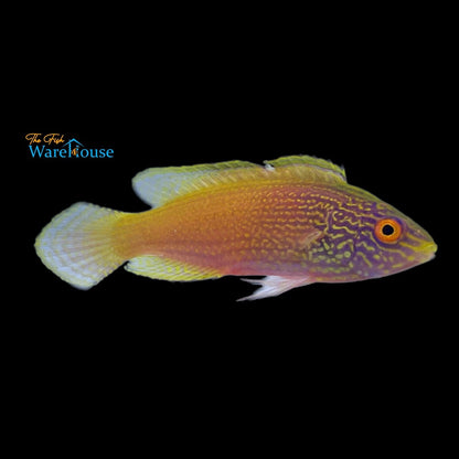 Golden Rhomboid Fairy Wrasse (Cirrhilabrus rhomboidalis)