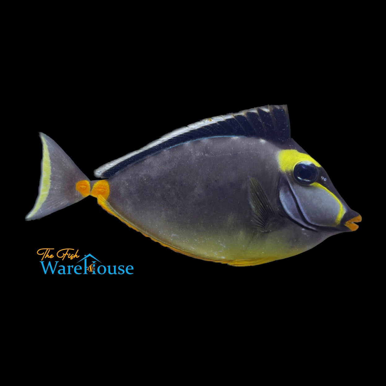 Naso Tang (Naso lituratus)