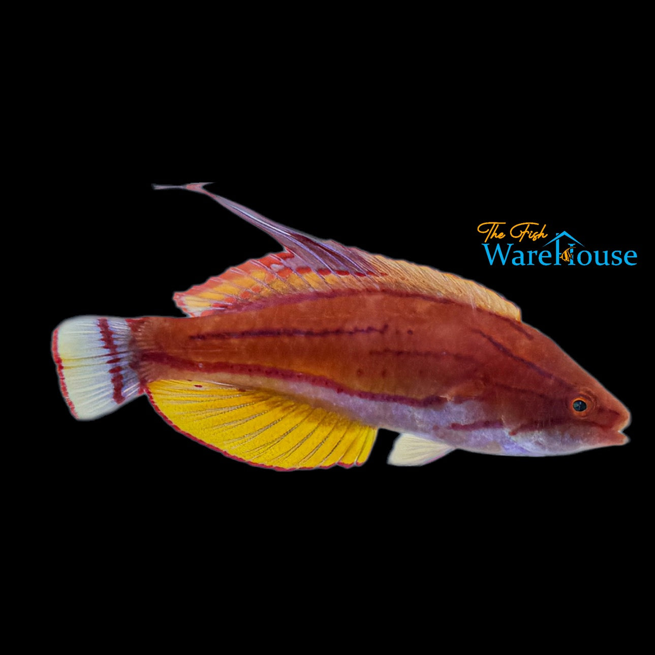 Yellowfin Flasher Wrasse (Paracheilinus flavianalis)