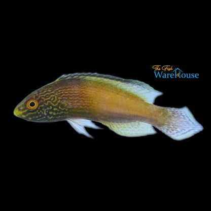 Golden Rhomboid Fairy Wrasse (Cirrhilabrus rhomboidalis)