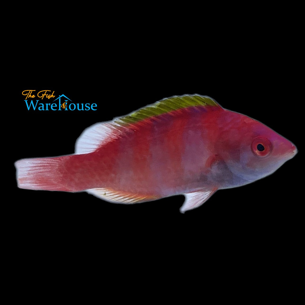 Yellow Fin Fairy Wrasse (Cirrhilabrus flavidorsalis)