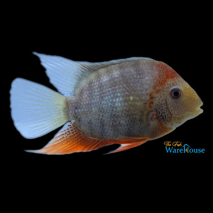 Red Shoulder Severum (Heros sp. rotkeil)