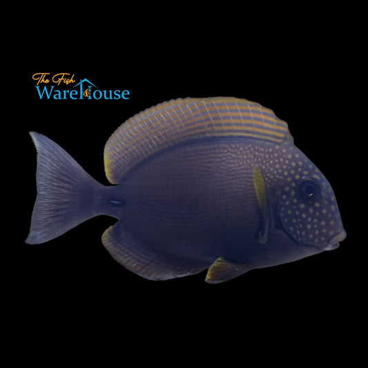 Spot Face Tang (Acanthurus maculiceps)