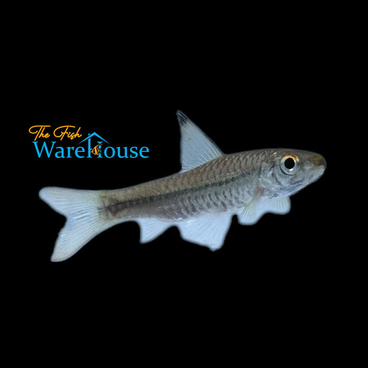 Sierra Leon Yellowfinned Barb (Enteromius leonensis)