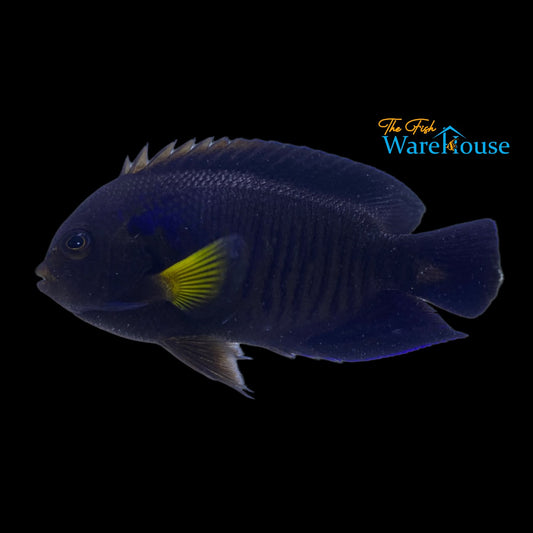 Yellowfin Angelfish (Centropyge flavipectoralis)